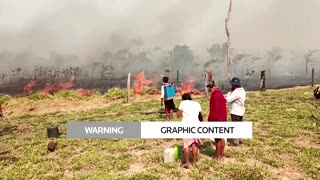 Bolivian Amazon wildfires scorch forests, kill animals