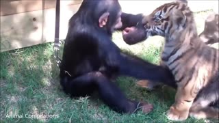 Baby Chimpanzees - Cute Compilation