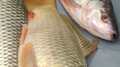 Gold Color Karfu Carp Fish Live Video l Carp Fish Video In Market#shorts