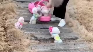 A woman picking up cute puppies in the park