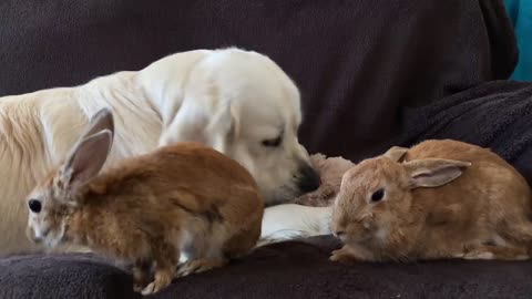 Funny Dog Plays with Rabbits on the Couch