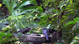 CatTV: Take Your Cat to the Santa Ana Zoo (Anaheim) Birdfeeder