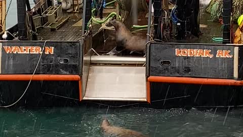 Sea Lion Climbs Aboard Looking for a Quick Meal