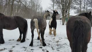 Happy Friesdale horses playing the the snow