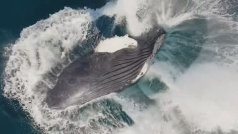 Beautiful perspective of a Humpback Whale breach!