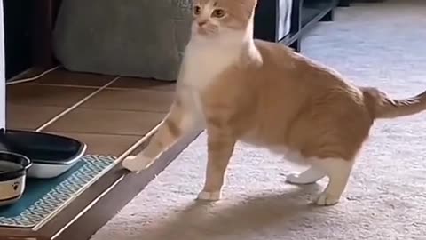 Funny cat clips that makes you happy