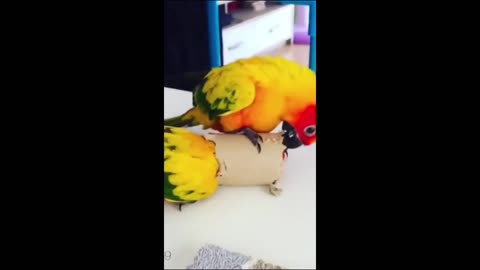 Funny animal videos 2023