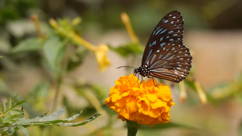 Butterflies suck flower juice