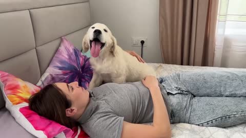 Golden Retriever Puppy Wakes up his Human Mom for a Hug