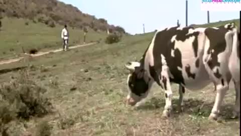 Kung Fu Cow 🐮🐄