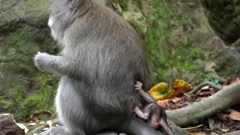 Monkey mom is busy, not paying attention to her newborn hungry baby.