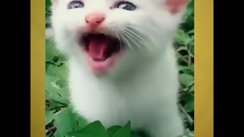 Cute cat 🐈 meowing 🐈