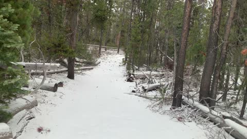 Classic Pine Forest in Snow – Central Oregon – Edison Sno-Park – 4K