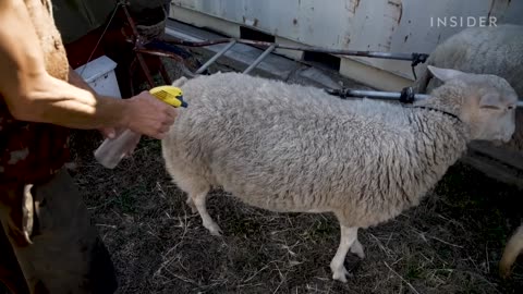 Meet The Nomad Prepping For Doomsday With Sheep - World Wide Waste