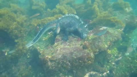 Ecuador: Marine Iguana, Galapagos