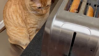 Cat Startled By Toaster