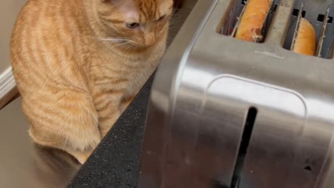 Cat Startled By Toaster