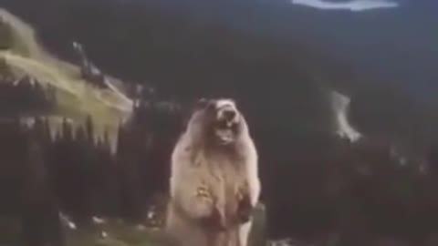 Watch how the beaver screams