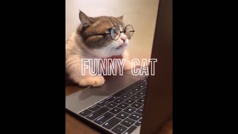 Funny cat