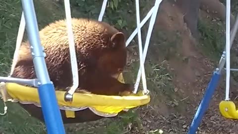 Bear Loves Playing in Saucer Swing