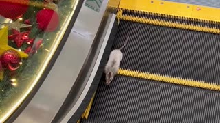 Rat Tries to Go Wrong Way on Escalator