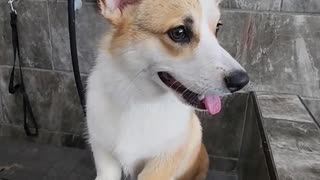 Giving my Corgi Puppy A Bath at Pet Supermarket for the 1st time! ❤️🐶🛀