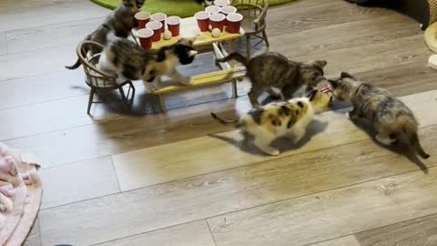 Foster Kittens Get Wild When Nobody's Watching