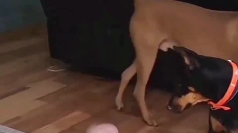 Dog and baby playing