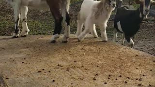 GOATS Playing