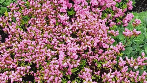 Azaleas blooming