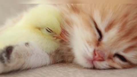 Kitten Sleep Sweetly With the Baby Chicken 🐔
