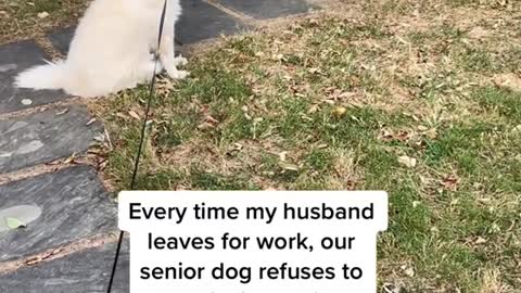 Every time my husband leaves for work, our senior dog refuses to