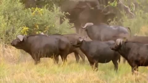 Most amazing moments of wild animals ll2023ll wild discovery animal
