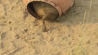 Pig Freed From Water Barrel Prison