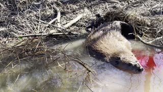 Beaver Foothold Set - Success!