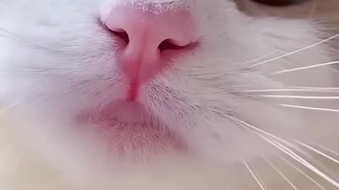 Meowing Cat Cute Cat Voice