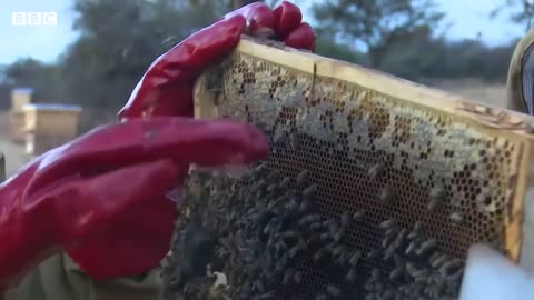 Bumblebees enjoy playing with balls, according to study