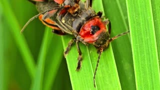 Common soft-bodied beetles mating / beautiful beetles mating.