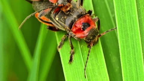 Common soft-bodied beetles mating / beautiful beetles mating.