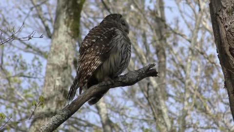 Barred Owl Hooting (HD)