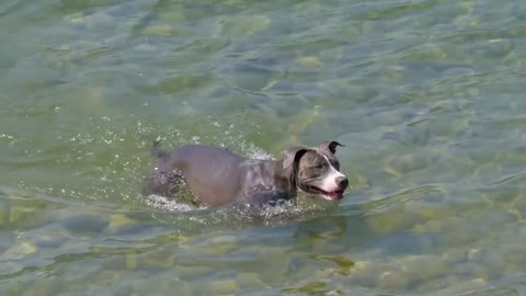 Dog Swimming in Water and Enjoy