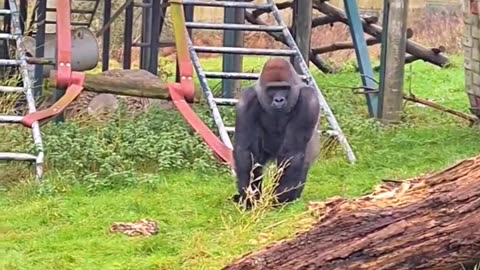 Gorilla eating bamboo outside! #gorilla #eating #bamboo