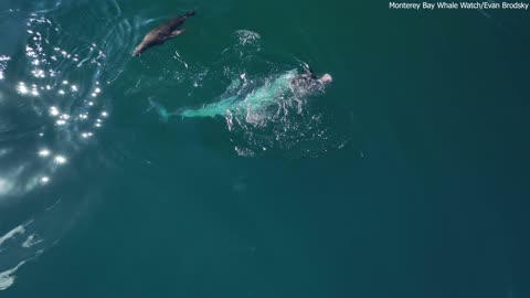 Huge Mako Shark Eating a Sea Lion