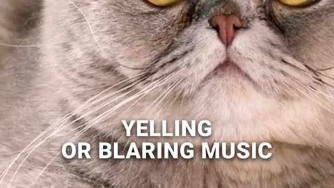 Cat's Sensitivity to Loud Noises 🐾