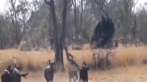 Wildebeest and leopard battle