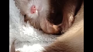 Ferret grooming and love overload! Short version!