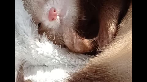 Ferret grooming and love overload! Short version!