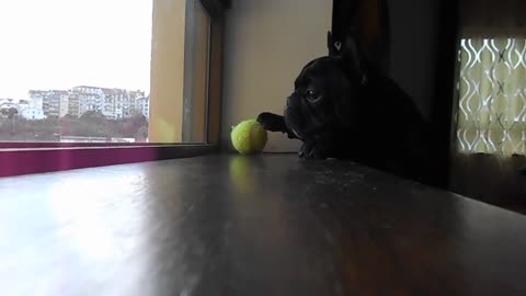 Determined French Bulldog struggles to reach ball