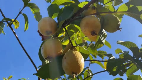 Psidium Guajava, Common Fragrant Apple Guava Fruit Tree Shrub Bonsai