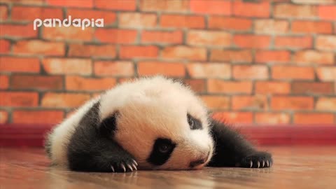 baby panda's cute voice